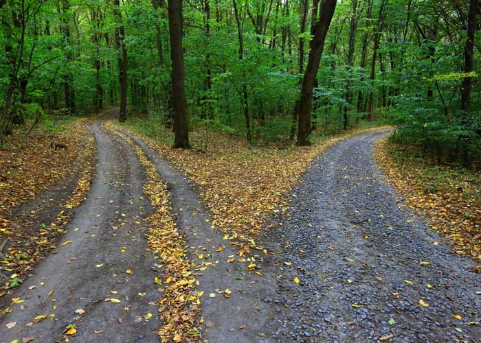trails split into the forest